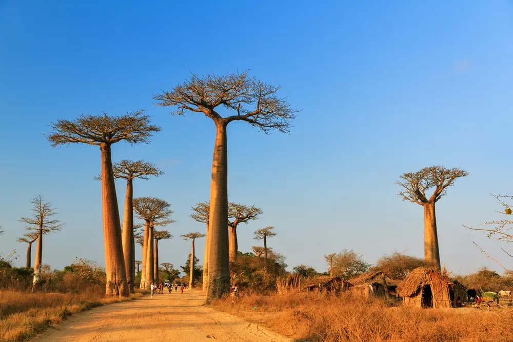 Madagascar