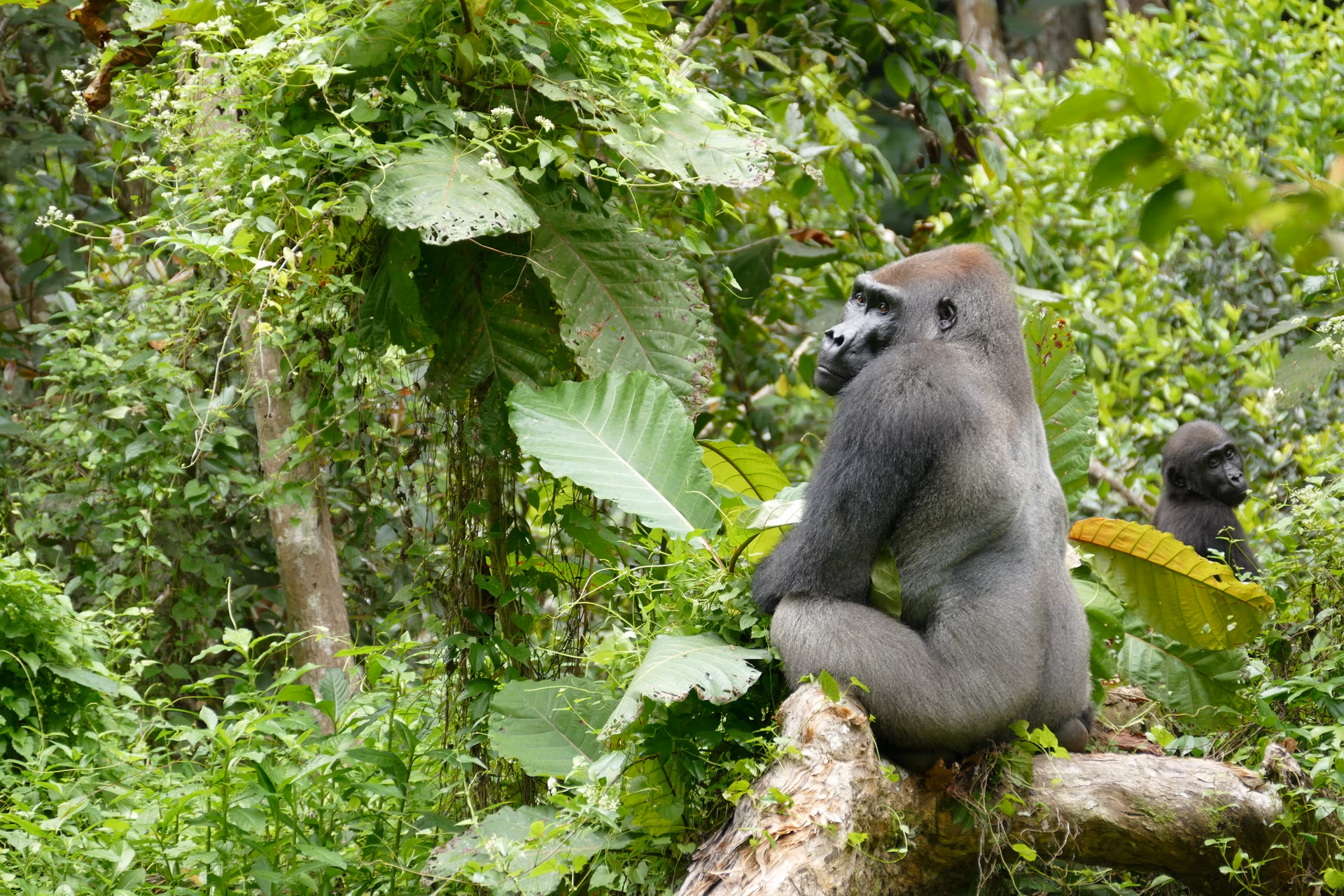 Loango, il regno della vita selvatica