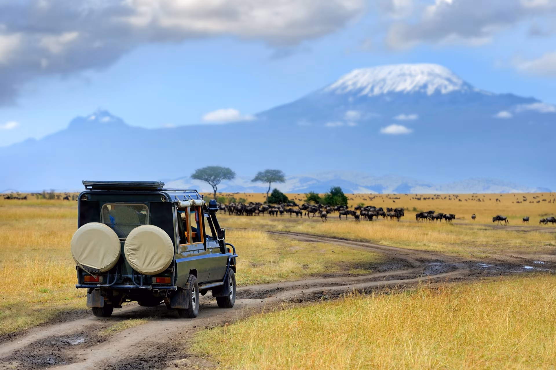 Safari in Lodge