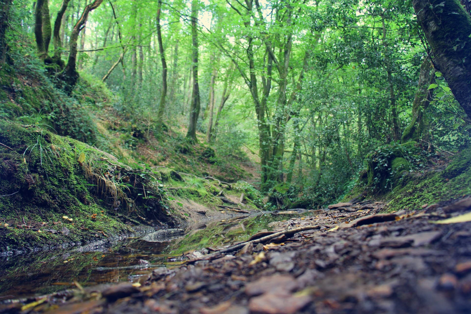 Brocéliande