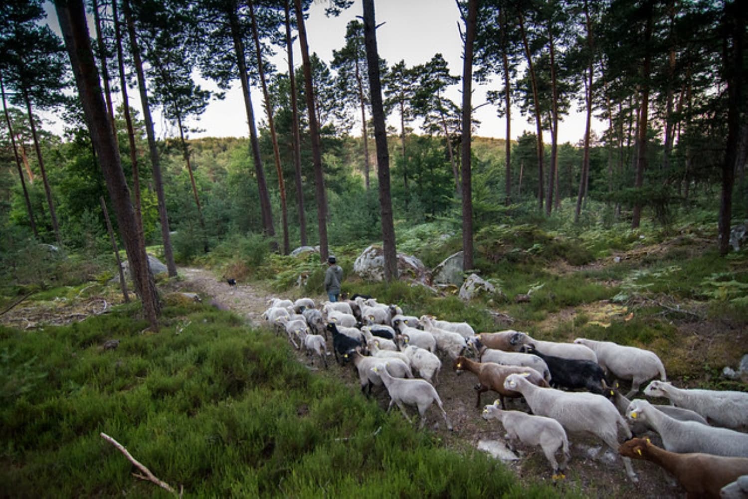 Foresta di Fontainebleau