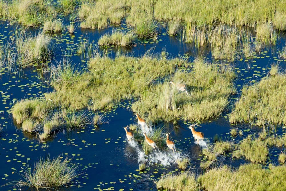 Avventura nel delta dell'Okavango