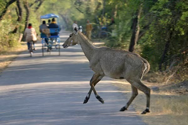 Tour in bicicletta nel Rajasthan