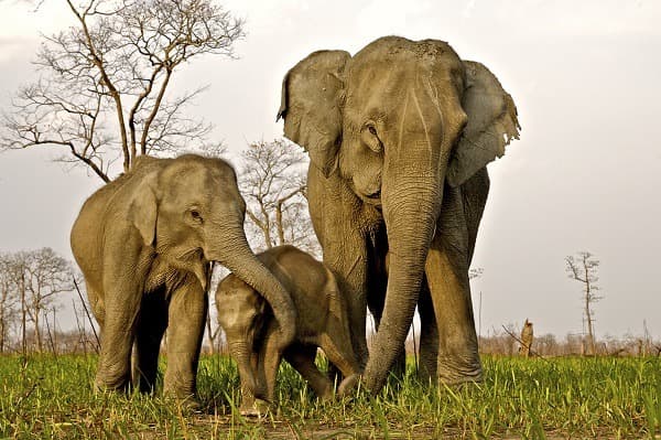 Parchi nazionali di Kaziranga e di Sundarban