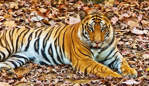 Nel Paese della Tigre