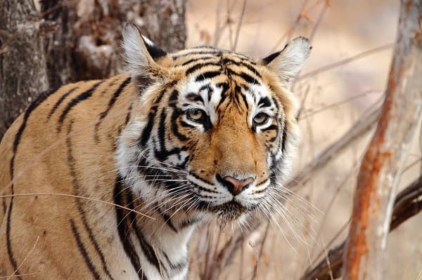 Tigre e Palazzo