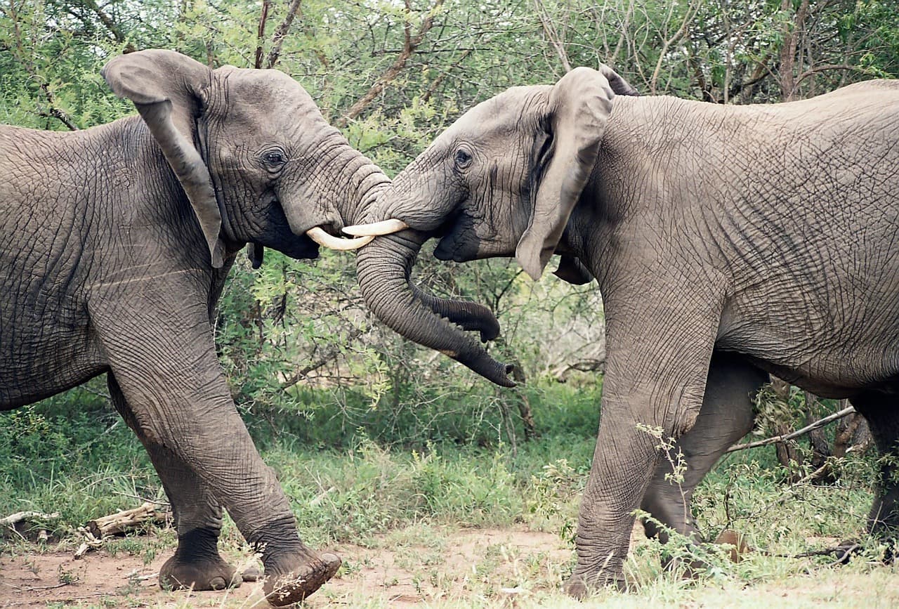 Safari in famiglia al Kruger