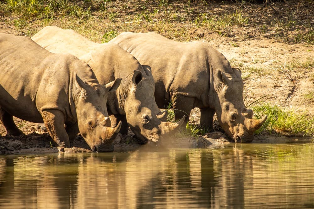 Avventura in Ouganda e Ruanda: safari, primati e grandi laghi