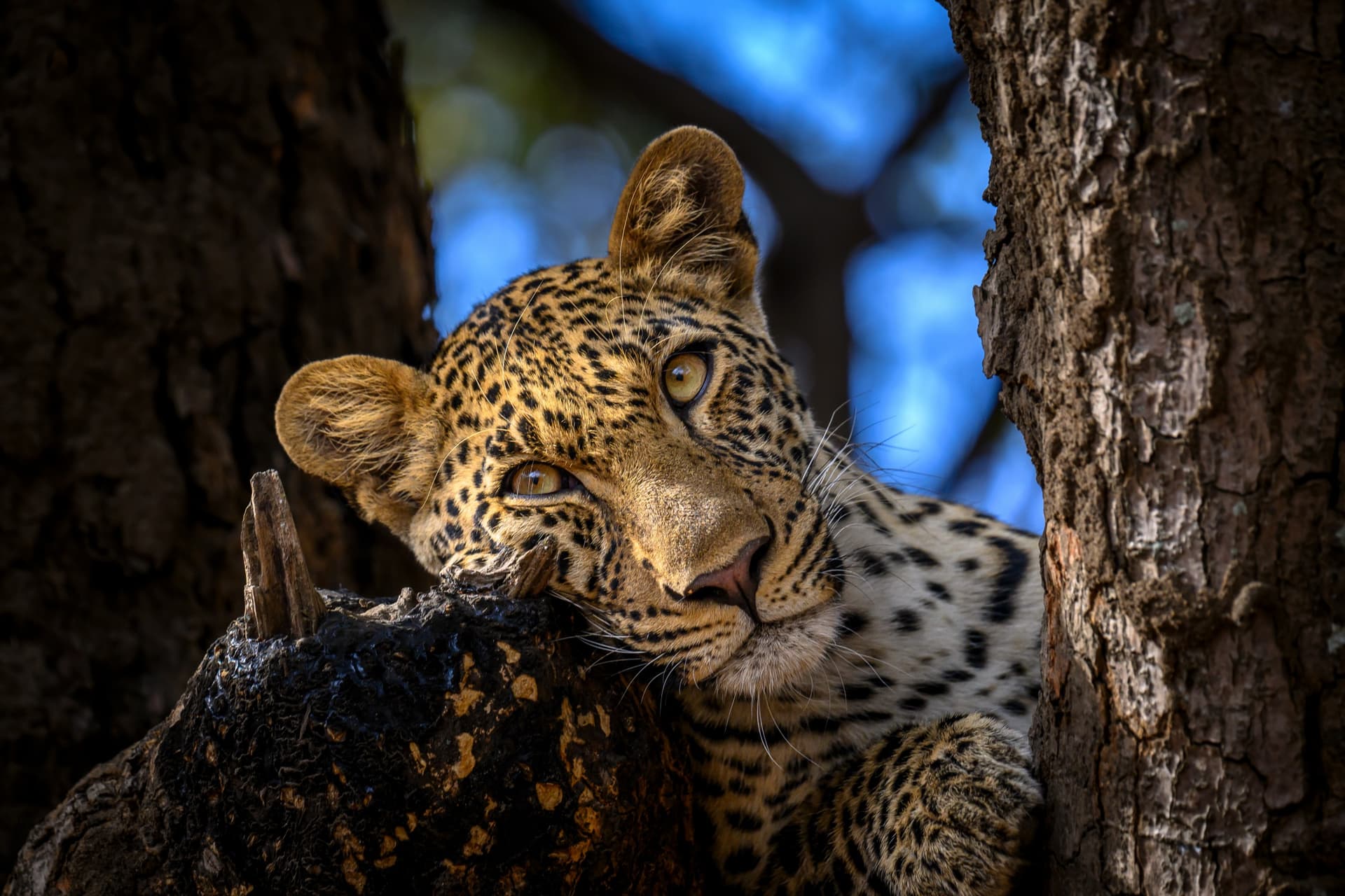 Safari di nozze in Zambia