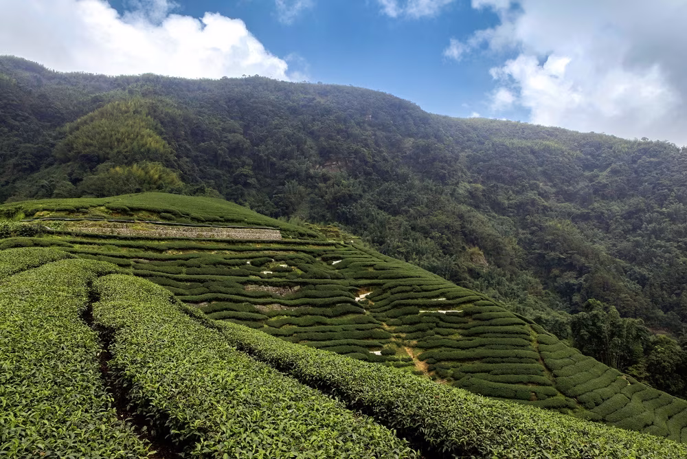 Fuga sulla Strada dei Tè : Da Maokong a Sanxia
