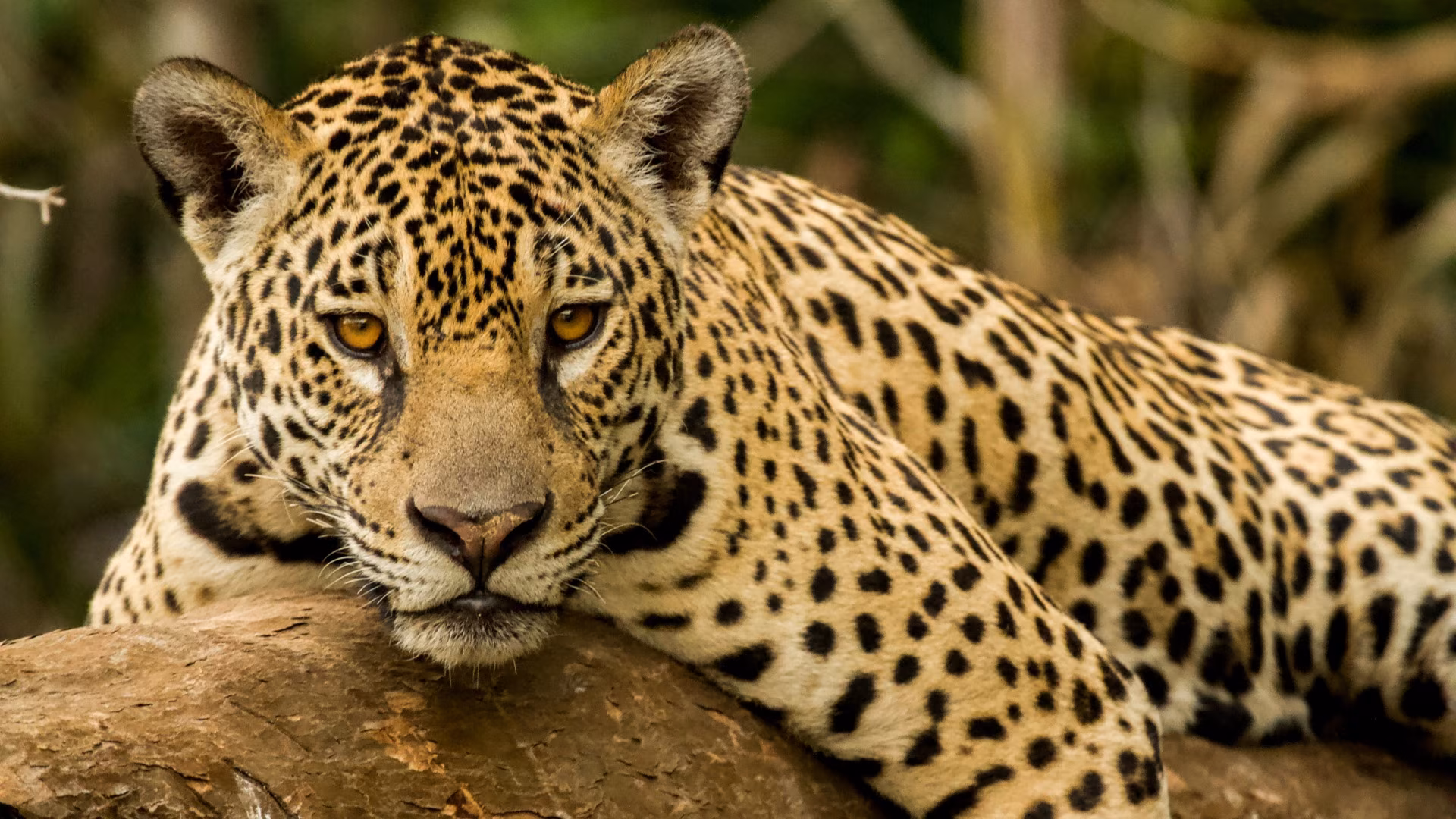 Chapada, Nobres e Pantanal: un’avventura nella natura selvaggia
