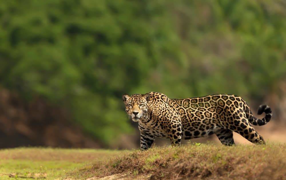Sulle tracce della giaguaro: Rio, Iguaçu & il nord del Pantanal