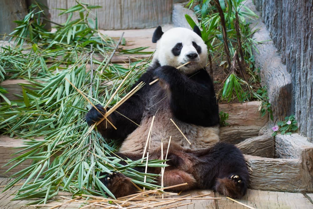 Zoo di Chiang Mai