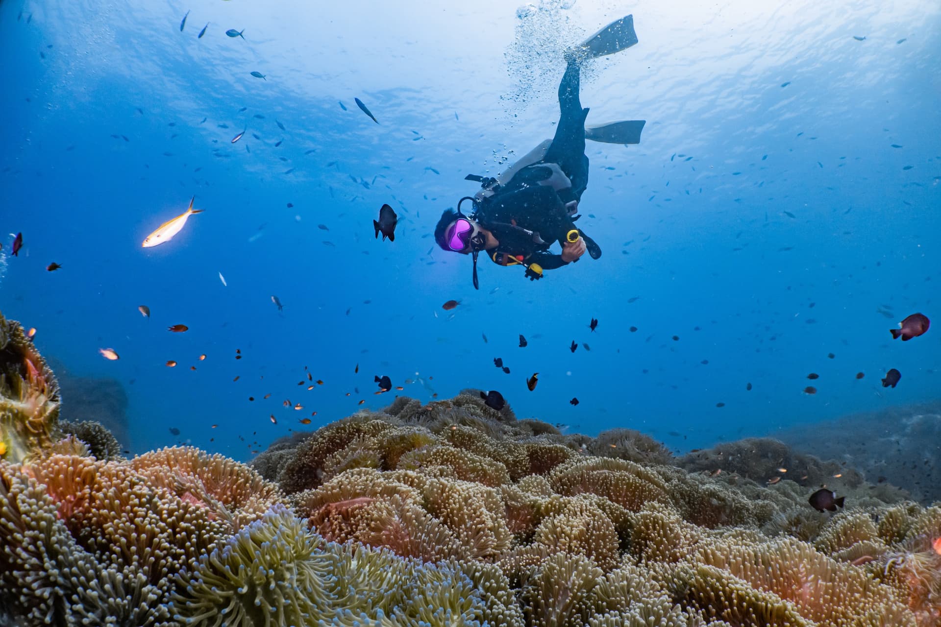 Quali sono i migliori siti di immersione a Koh Tao?