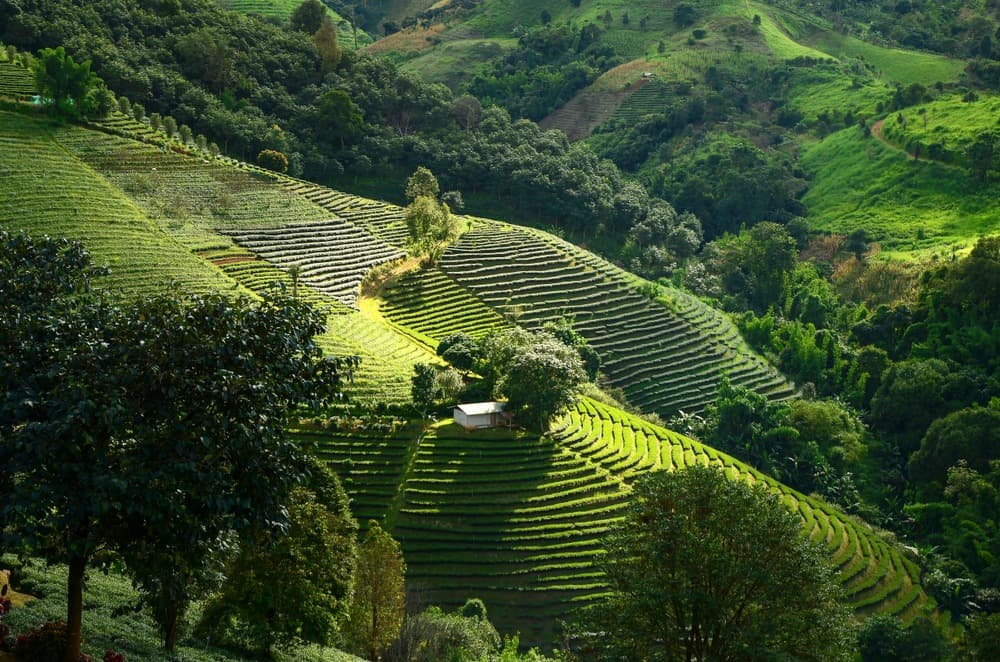 Montagna Doi Mae Salong