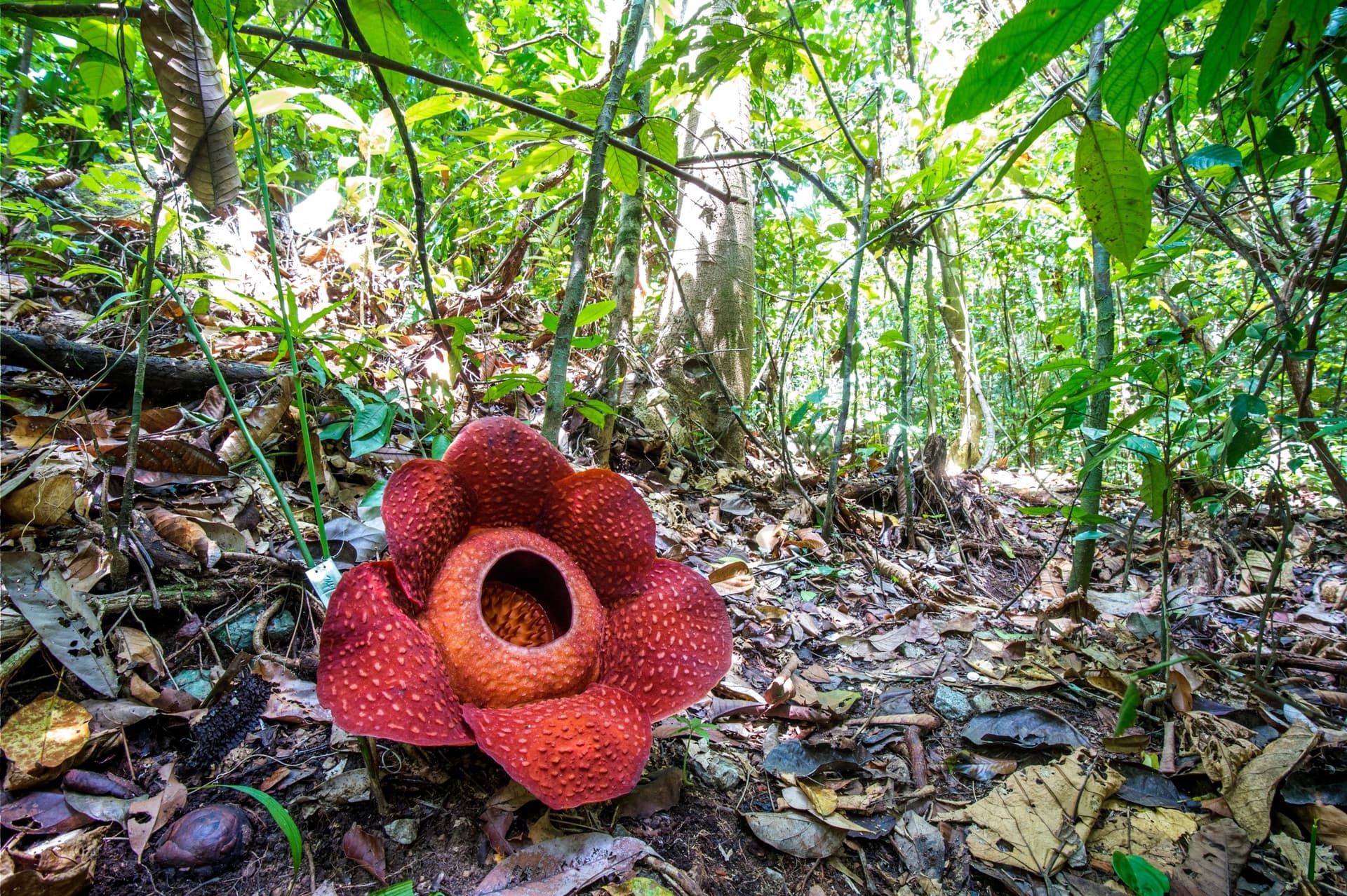 Dove vedere la Rafflesia, il fiore più grande del mondo, in Tailandia?