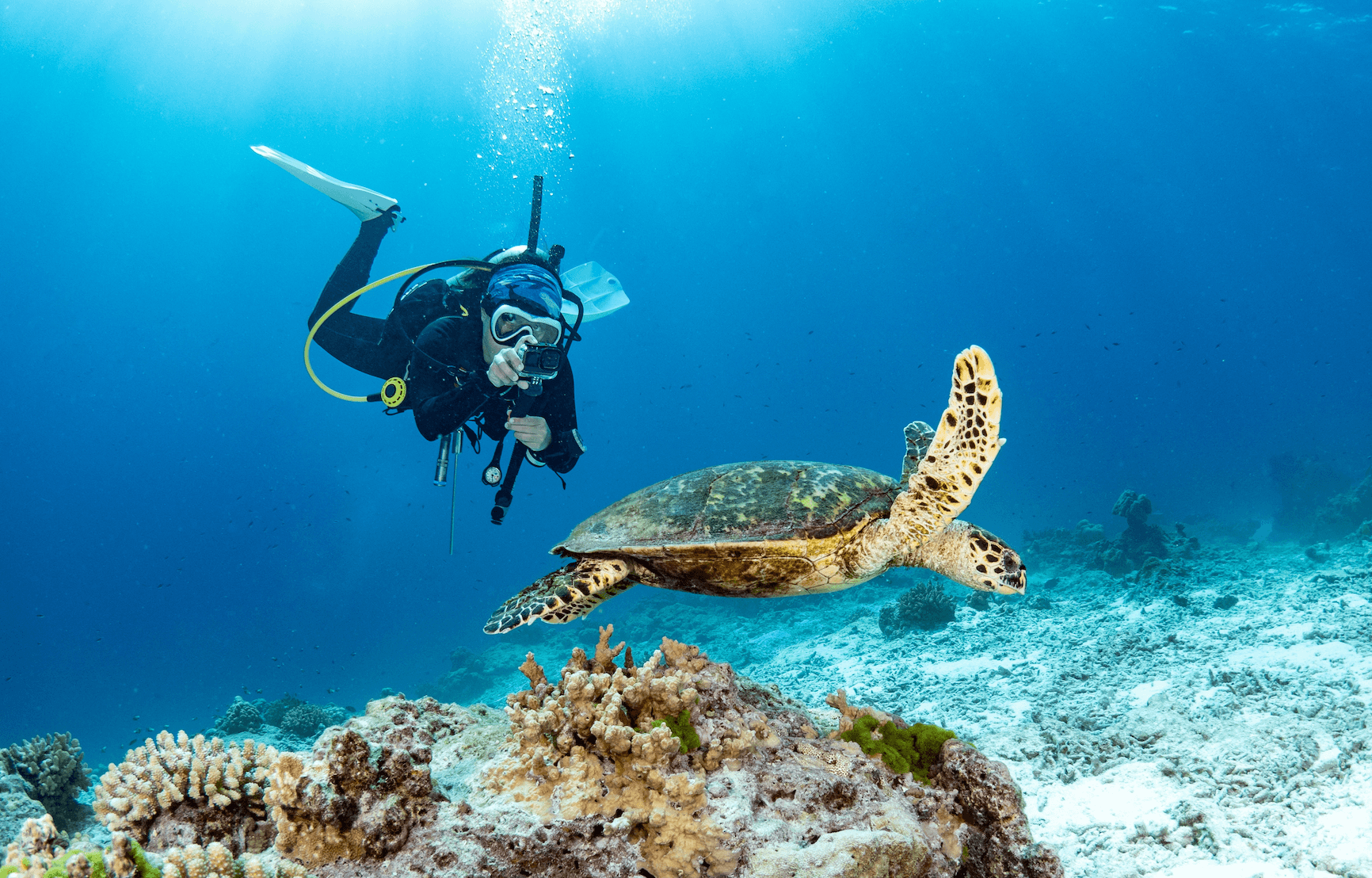 Dove vedere le tartarughe in Thailandia?