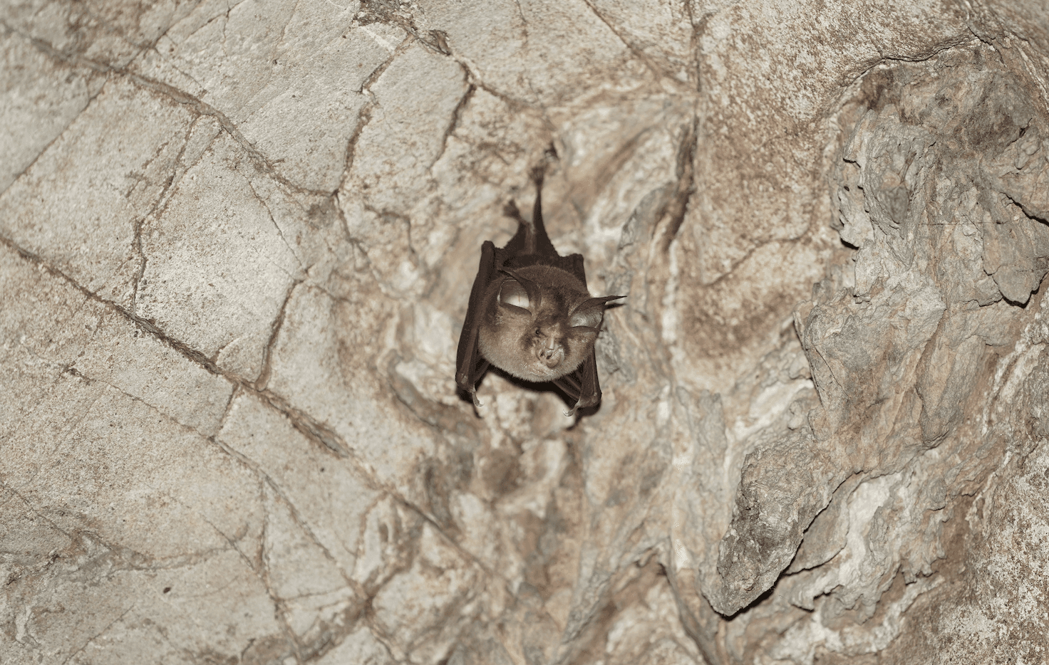 Il pipistrello calabrone: il più piccolo mammifero al mondo si trova in Thailandia