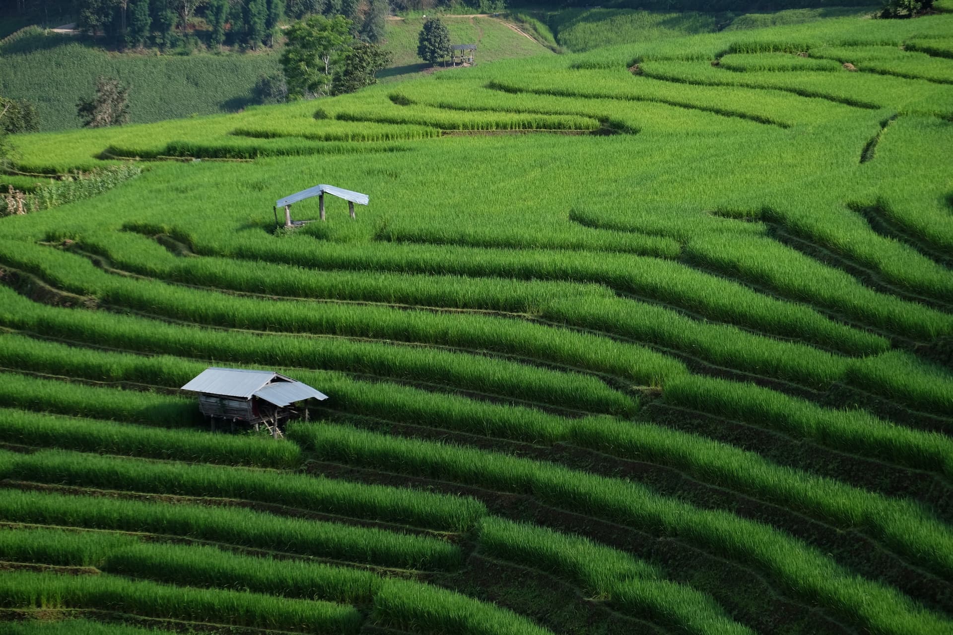 Soggiorno a Ban Pa Pong Piang nelle più belle risaie a terrazza della Tailandia