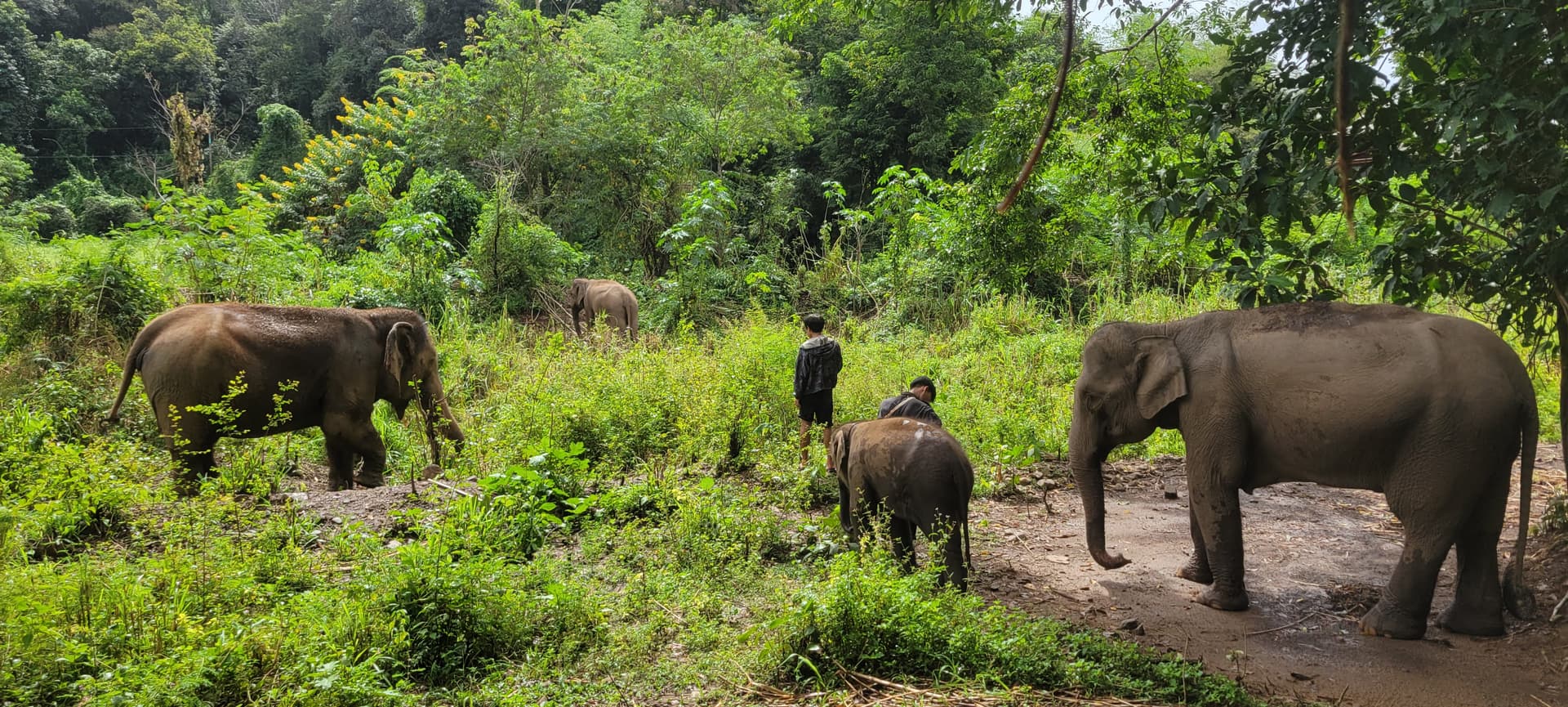 Visitare Chi Jungle Man: una giornata con gli elefanti vicino a Chiang Mai