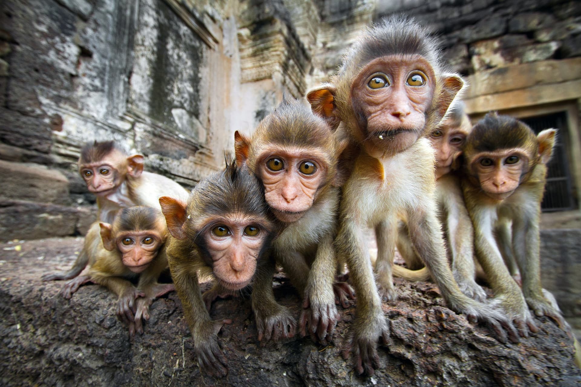 Quali animali si possono vedere in Tailandia?