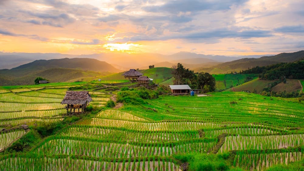 Risaie a terrazza di Baan Pa Pong Piang