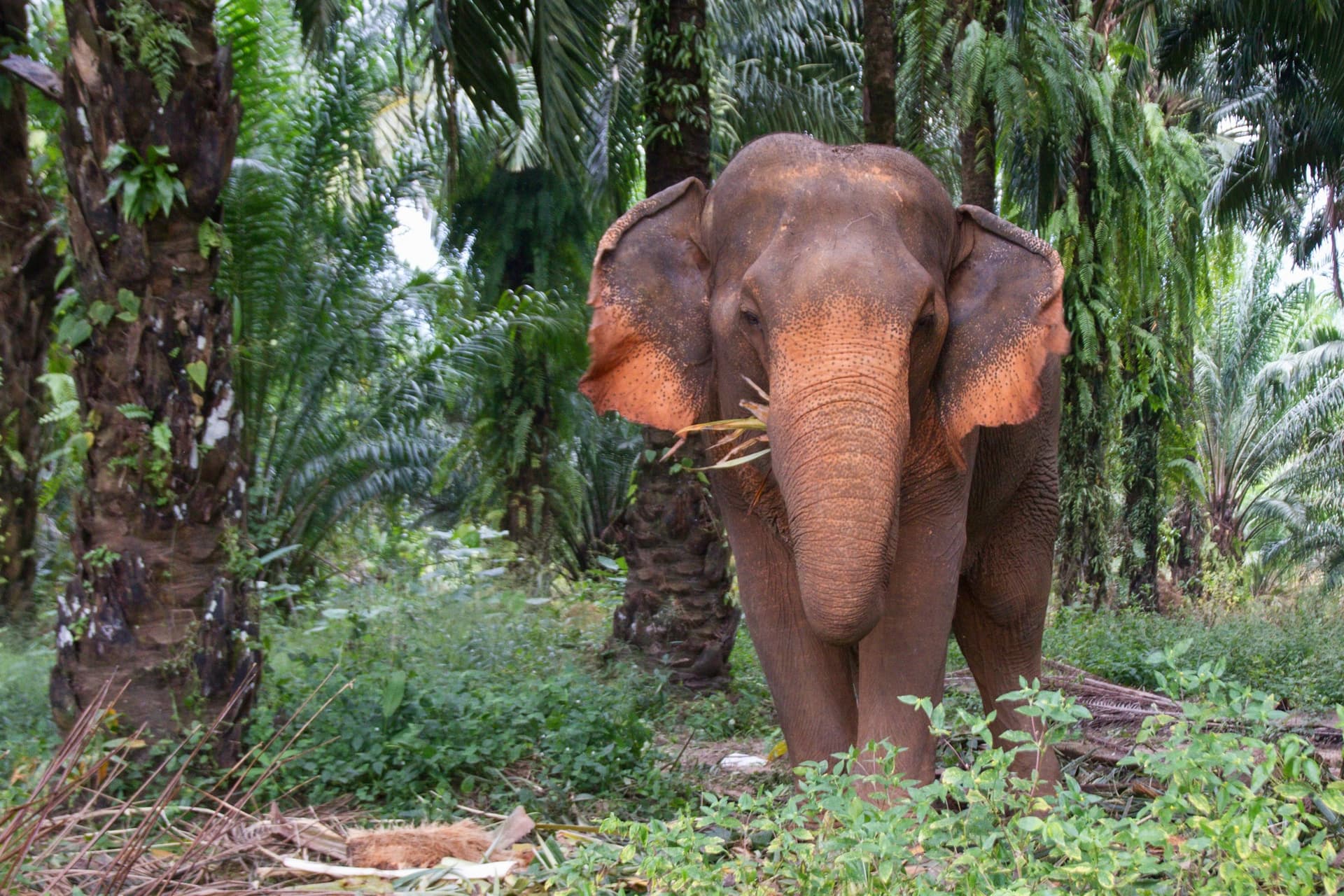 La grande découverte de la Thaïlande du Sud