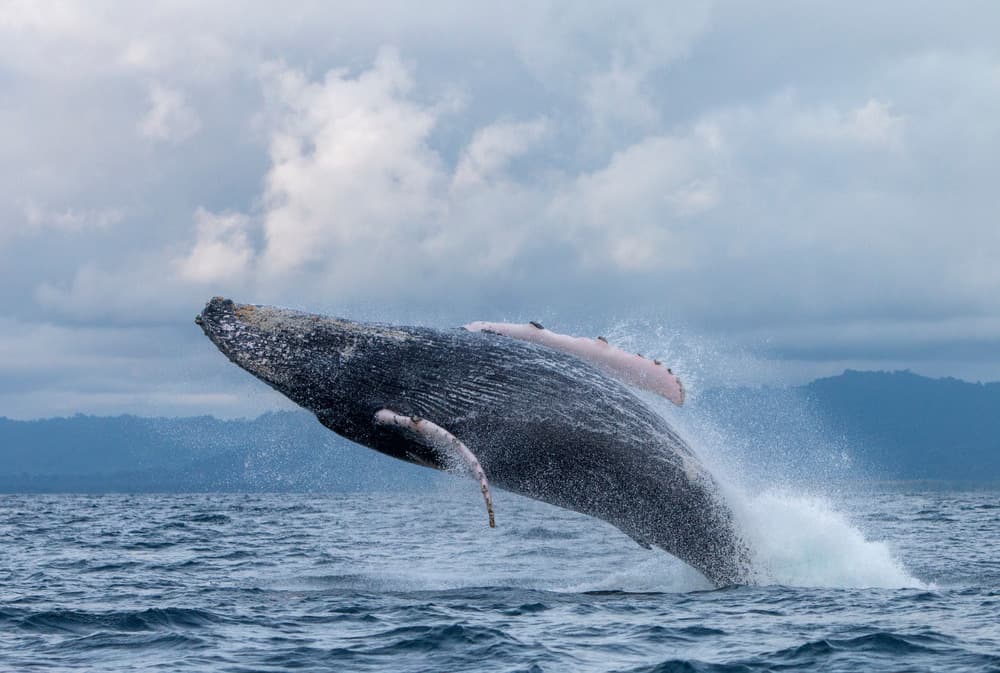 Faune et flore - Spécial baleines