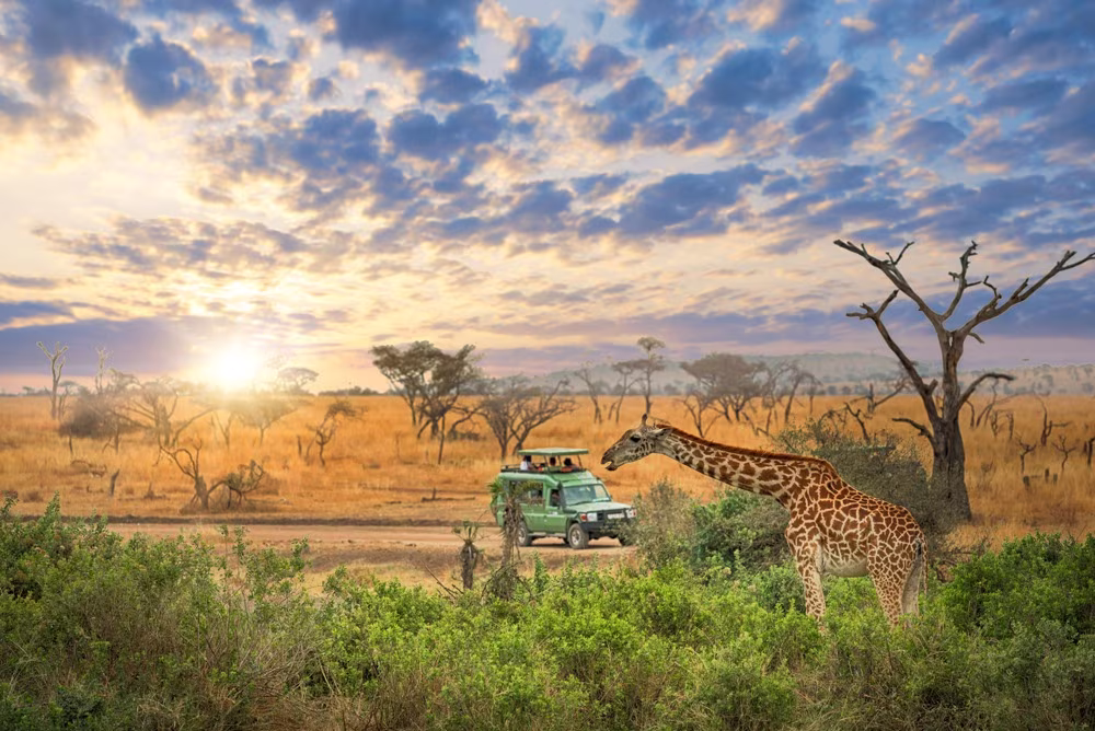 Essenziale della Tanzanie