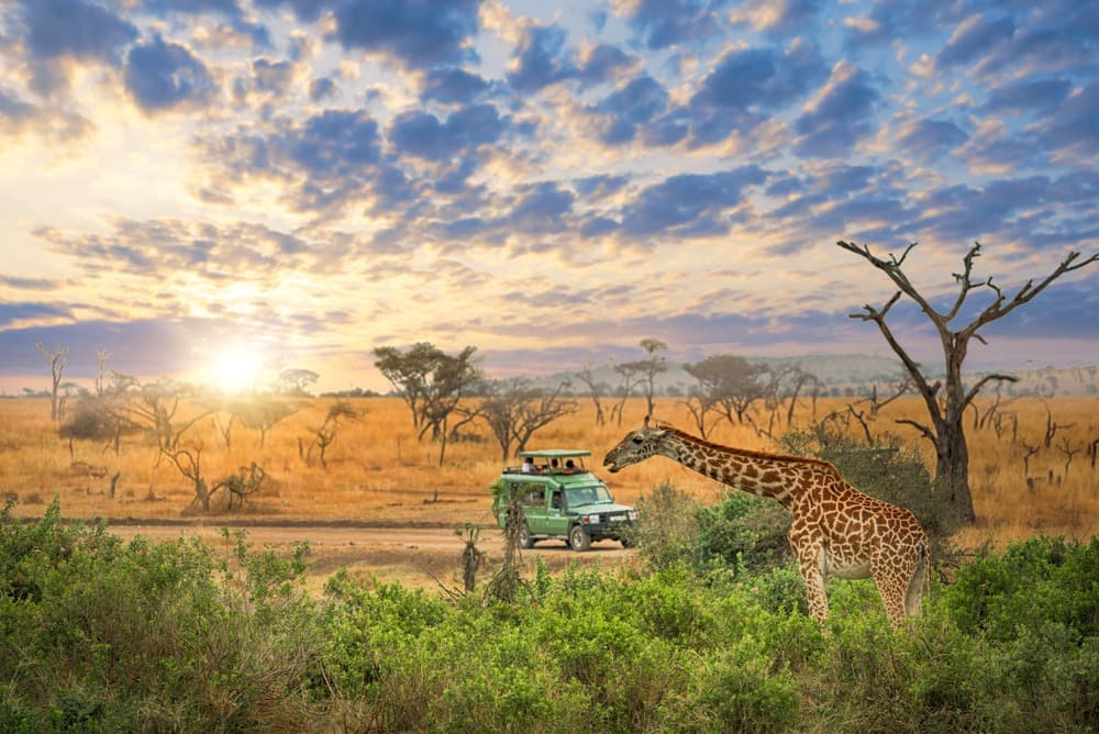 Essenziale della Tanzania