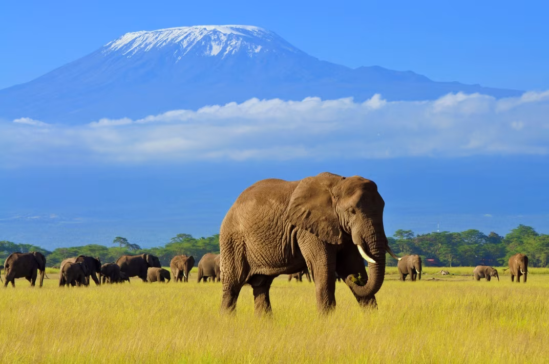 Ascensione del Monte Kenya e del Kilimanjaro