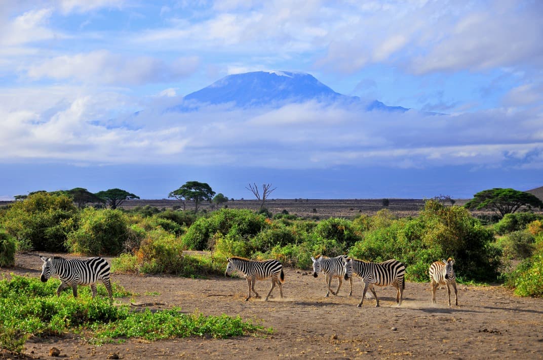 Tetto dell'Africa & Vita Selvatica
