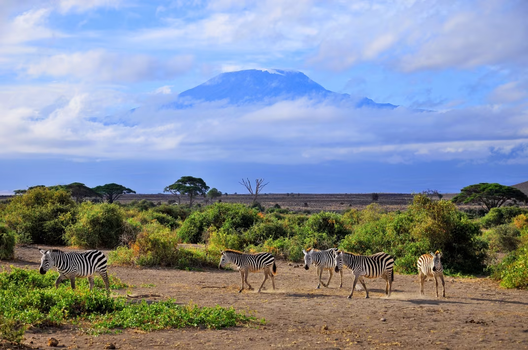 Tetto dell'Africa & Vita Selvatica