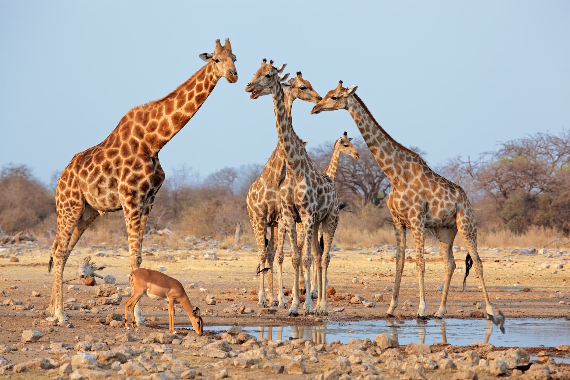 Etosha Sud