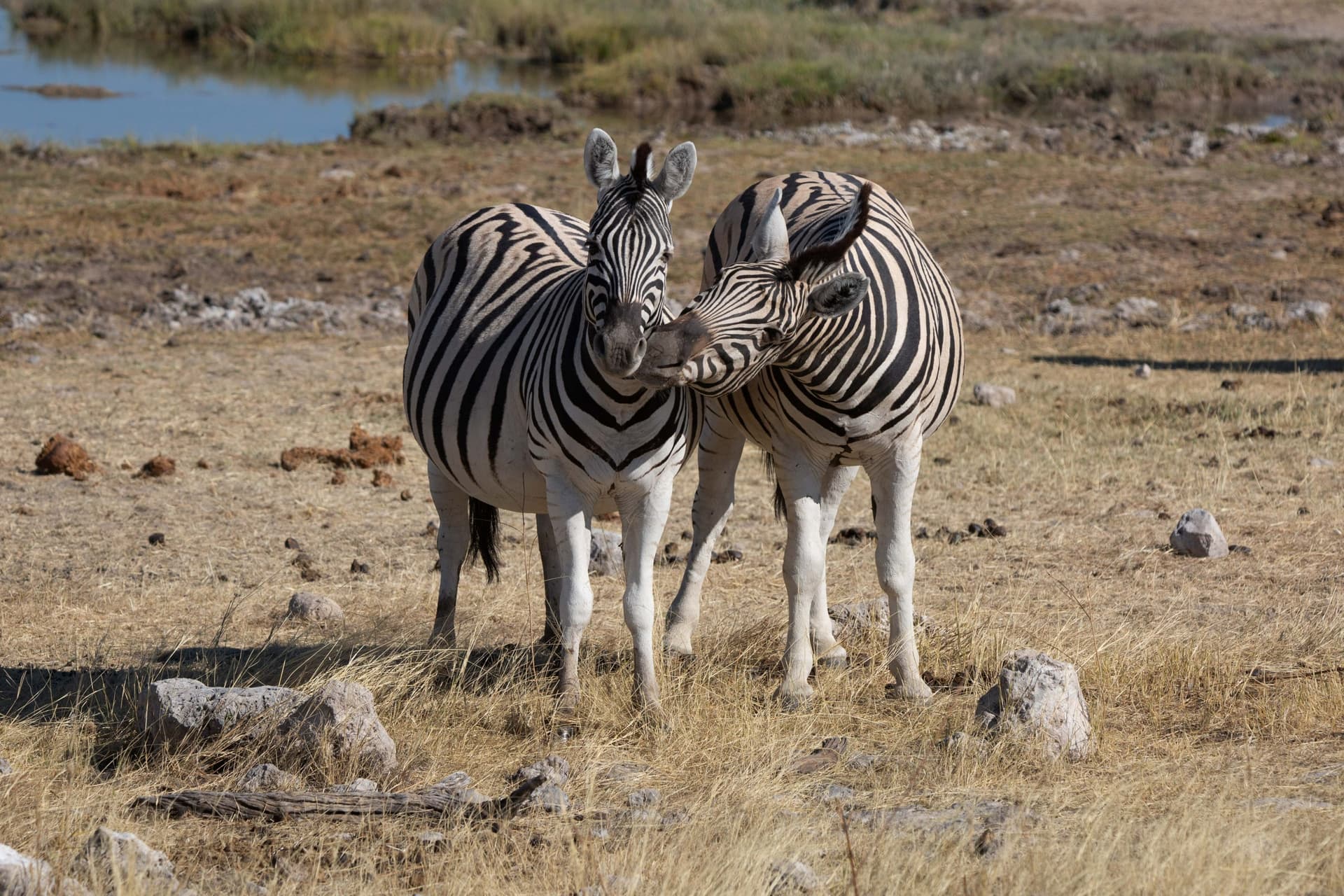 Namibie, Chobe & Victoria Falls (guide francophone)