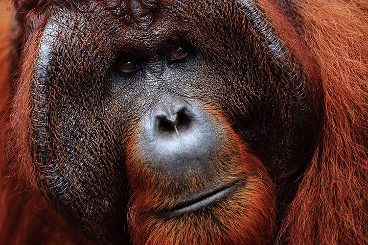 Borneo: l'incontro con gli ultimi oranghi (in riabilitazione)