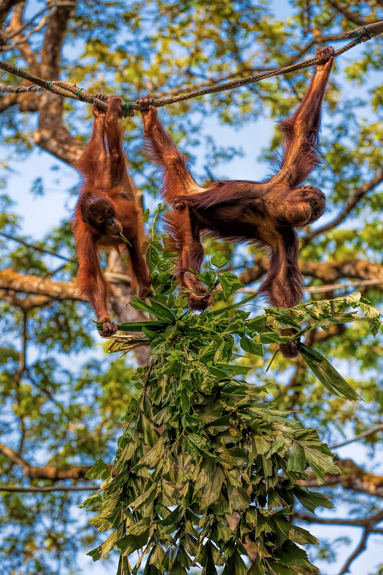 Borneo: Gli ultimi oranghi (in libertà)