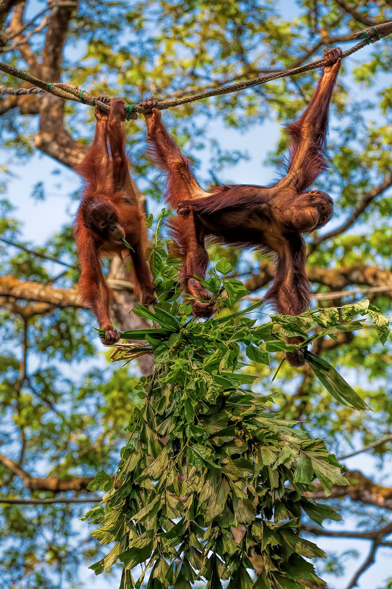 Borneo: Gli ultimi oranghi (in libertà)