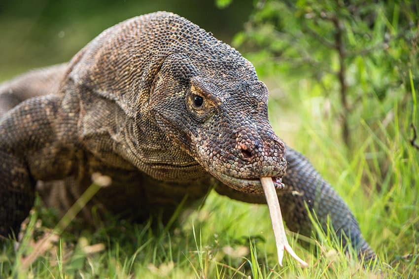 Croisière « zen » à Komodo (4 jours)