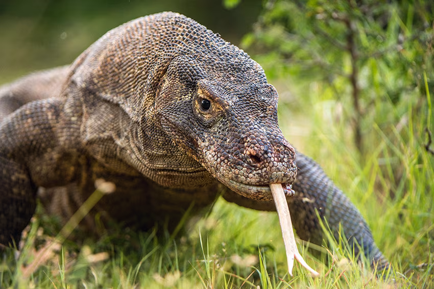 Java, Bali, Flores & Komodo: vulcani, riti & draghi