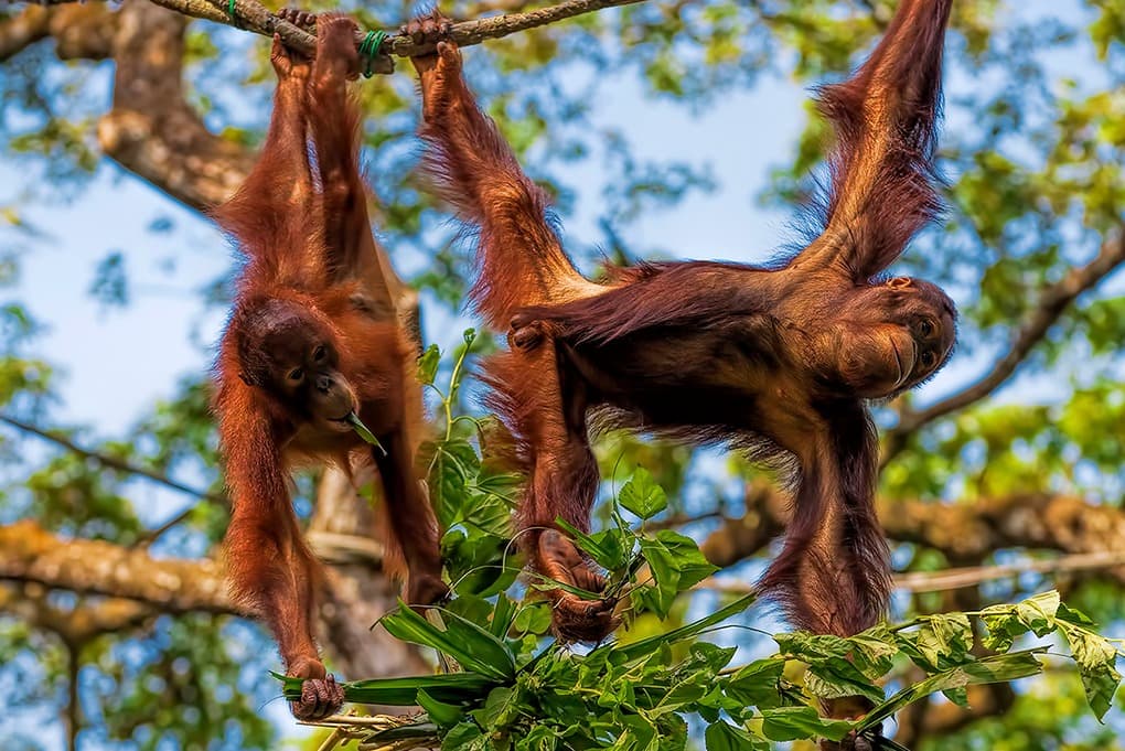 Incontrando gli ultimi orangutan (in libertà)