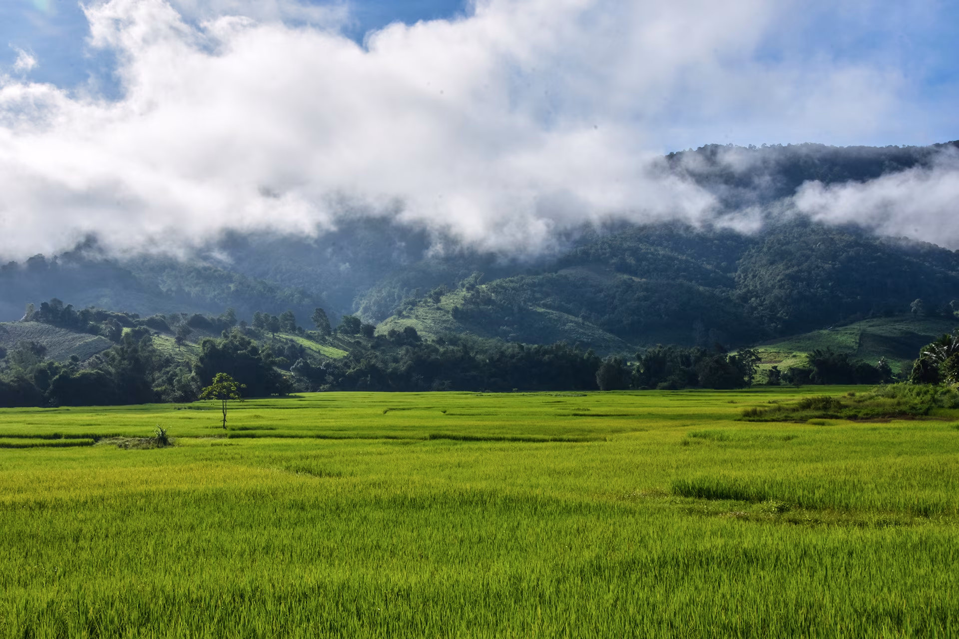 Sulawesi: immersione nella terra dei Toraja