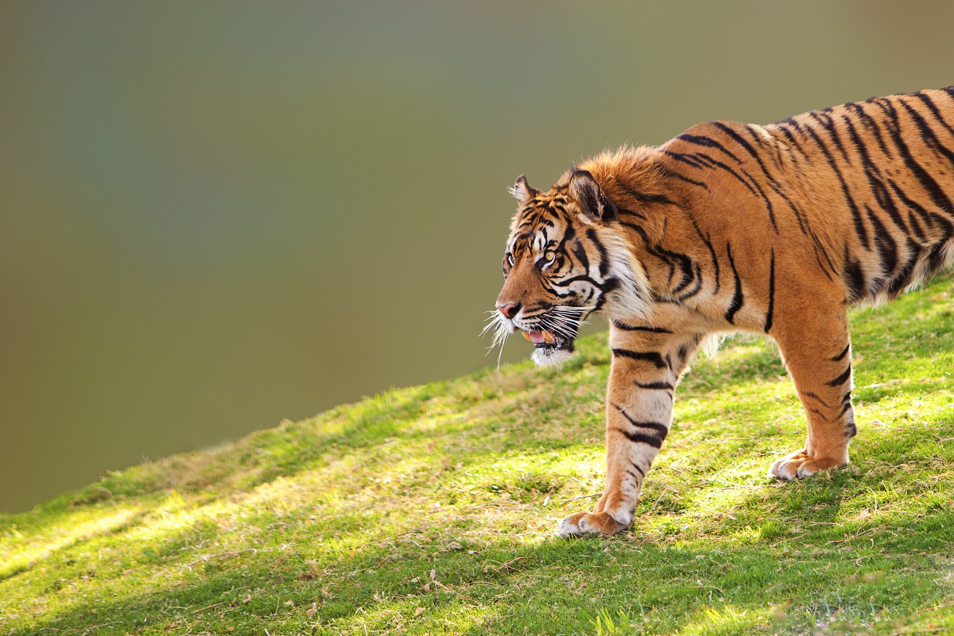 Sulle tracce della tigre di Sumatra