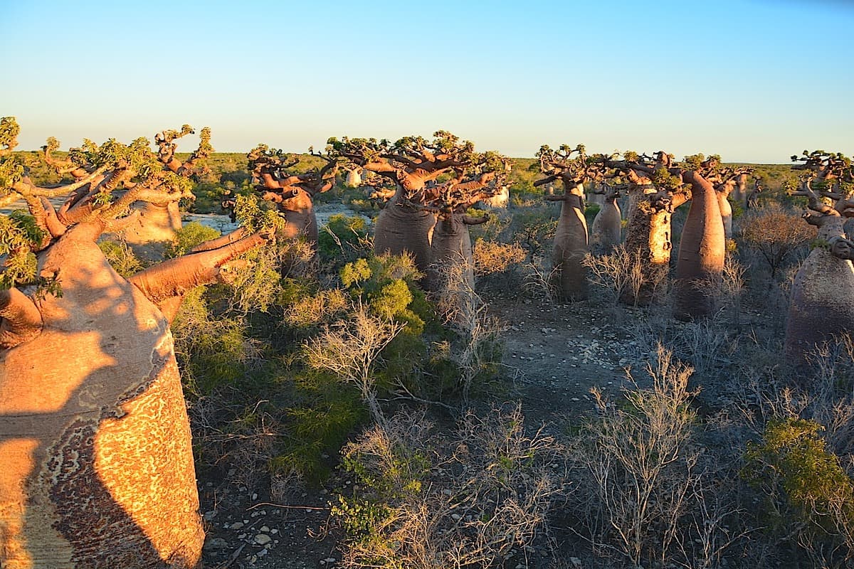 La boucle du sud: de la Tsiribihina au mont Ibity, en passant par les Tsingy de Bemaraha