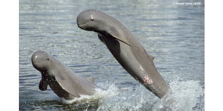 I delfini dell'Irrawaddy