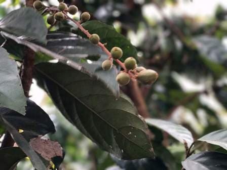 Le piantagioni di caffè del Mondulkiri