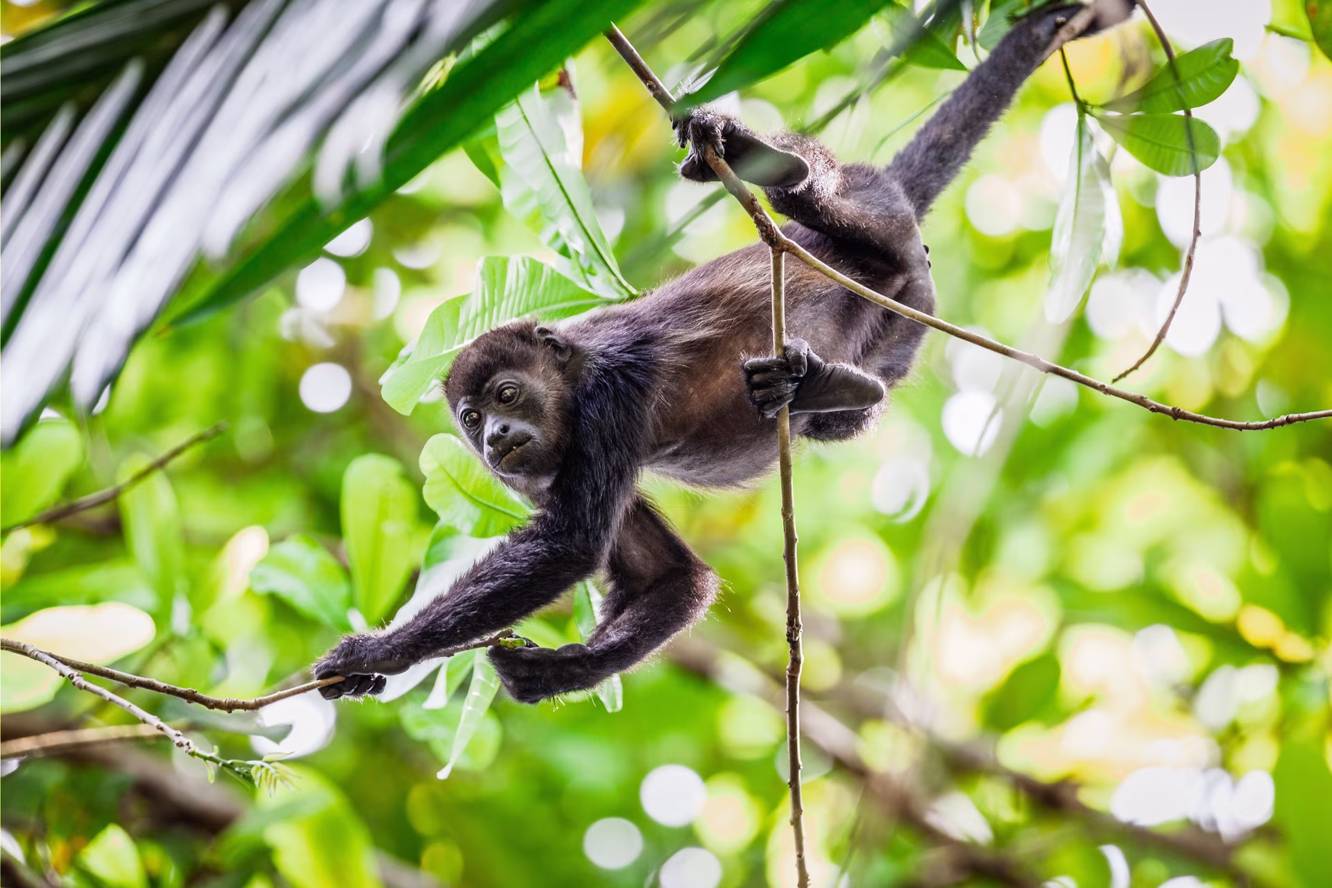 Viaggio in famiglia a Panama : tra animali, incontri e natura