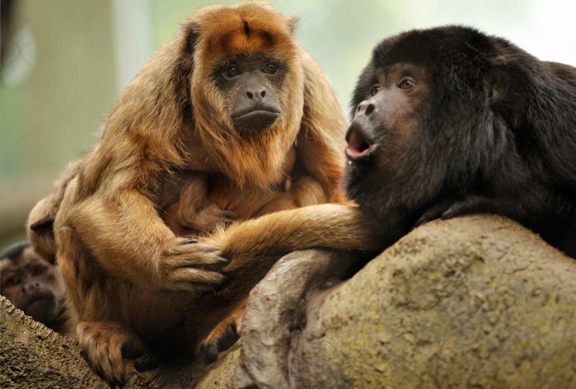 Sulle tracce della fauna del Belize