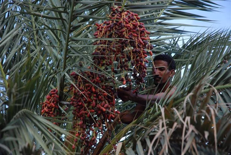 La Guetna, la festa dei frutti del deserto
