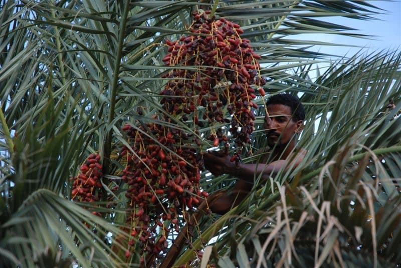 La Guetna, la festa dei frutti del deserto
